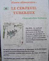 P10 - Cerfeuil Tubereux.jpg